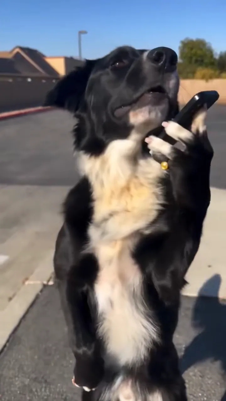 Pet phone remix - millionaire in 30 days AI video example